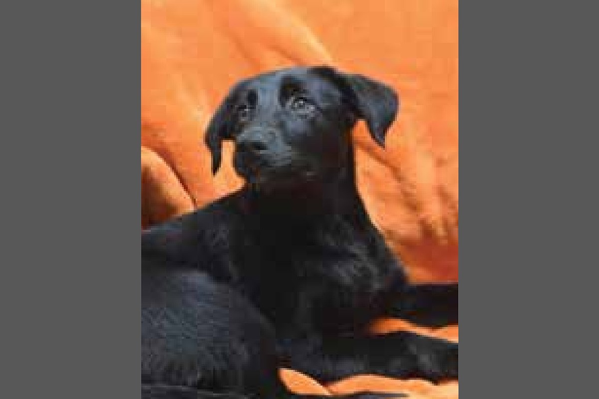 Pet of the week: Myiesha
