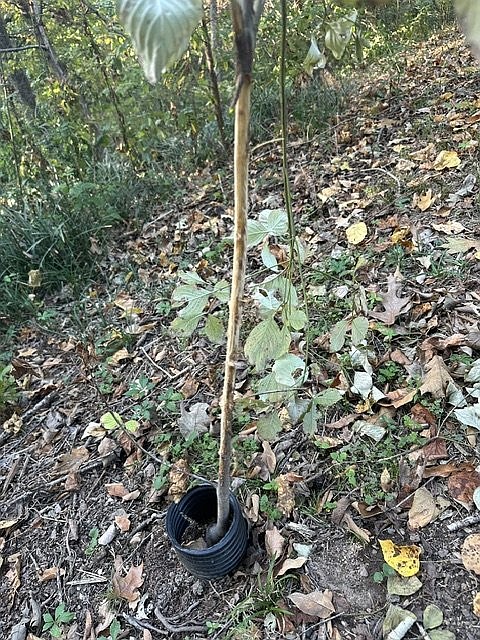 Question Shock Experiment IN THE GARDEN: Boxwoods can suffer transplant shock and winter ...