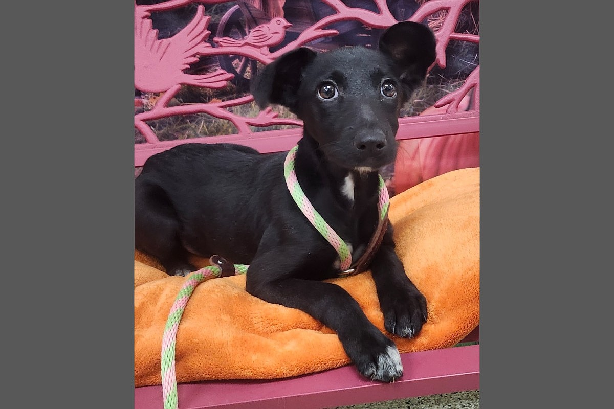 Pet of the week: Dolly
