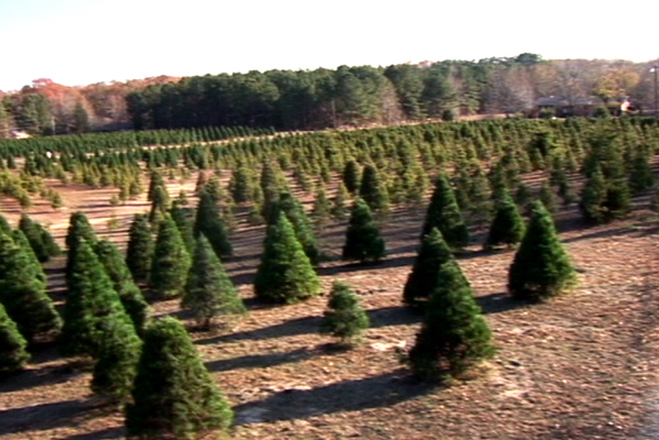 Christmas is just around the corner, which means it's now time to find a good tree for the family. Reporter Bobby Ampezzan takes you to Bradbury Christmas Tree Farm.