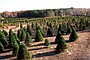 Christmas is just around the corner, which means it&#x27;s now time to find a good tree for the family. Reporter Bobby Ampezzan takes you to Bradbury Christmas Tree Farm.
