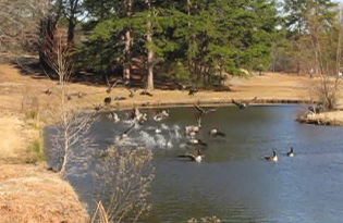 Efforts to use dogs to chase geese from Burns Park began Thursday.