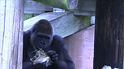 Gorillas at the zoo interacted a little more than usual with the visitors today.
People tossed brown sandwich bags, filled with cereal, dried strawberries, hay and some plastic gift bows, into the gorilla enclosure this morning for the Little Rock  Zoo&#x27;s  breakfast with gorillas. 