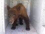 A black bear wandered onto school property in Bakersfield, California, briefly interrupting an elementary school graduation party. The bear was caught and taken to the wild soon afterwards. (June 1)