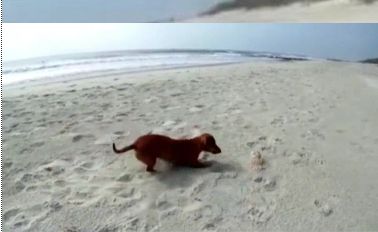 A two-year-old dachshund named Madeline discovered a new playmate on the beach in Pawleys Island, South Carolina. The rescue dog playfully chased a crab until it got close enough to the water where a wave quickly washed it out to sea.