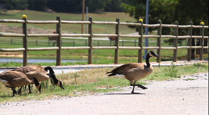 Geese feed at and swim in Benton's Sunset Lake next to the walking trail after feeding at the recreation area Monday afternoon.