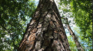 Scientists study the Lost 40 - a 40-acre tract of untouched, virgin timber in Calhoun County - to determine the history of the development and the dynamics of the forest. On this trip, the scientists found that invasive plants have not entered the area.