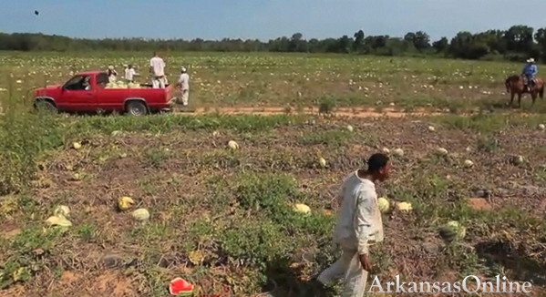 Arkansas Department of Corrections trustees gather watermelons on a farm in Scott while providing labor for the Arkansas Gleaning Project. The project, formed by Arkansas Hunger Relief Alliance and the Society of Saint Andrew gleans donated fields and orchards around the state and distributes the produce to local food banks, pantries, soup kitchens and shelters that feed or distribute food to the needy.