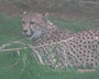 Admission to the Little Rock Zoo will cost only $1.50 this Saturday, part of a promotion sponsored by Coleman Dairy that is expected to draw large crowds to the zoo and its new cheetah exhibit.