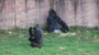 Sekani, a western lowland gorilla at the Little Rock Zoo, holds her newborn infant Tuesday morning at the Little Rock Zoo. The baby went outside for the first time Tuesday following the babies birth on Aug. 19th. This is the second baby gorilla born at the zoo.