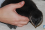 The Little Rock Zoo on Wednesday announced that a baby penguin was hatched late last month.