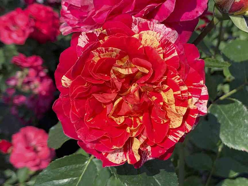 Eight new varieties of rose plants to choose from as Mother’s Day gift ...