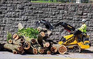 Contractors begin removing large tree from Woodland-Old City