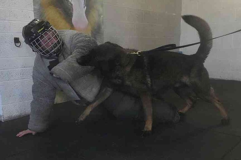 German Shepherd family protection dog Lobo attacks a pretend criminal during a training session at the Strapestone Kennels in Radstock, England, Wednesday, March 5, 2025 .(AP Photo/Frank Augstein)