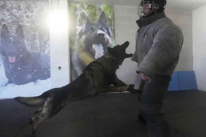 German Shepherd family protection dog Lobo attacks a pretend criminal during a training session at the Strapestone Kennels in Radstock, England, Wednesday, March 5, 2025 .(AP Photo/Frank Augstein)