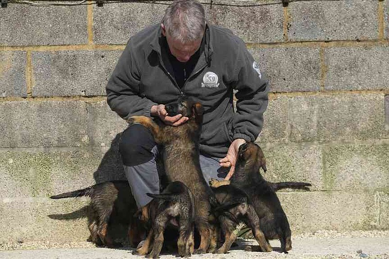 Alaster Bly looks after his German Shepherd puppies at the Strapestone Kennels in Radstock, England, Wednesday, March 5, 2025 as they will later in life become family protection dogs.(AP Photo/Frank Augstein)