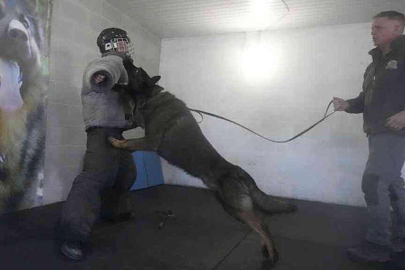 German Shepherd family protection dog Lobo attacks a pretend criminal during a training session at the Strapestone Kennels in Radstock, England, Wednesday, March 5, 2025 .(AP Photo/Frank Augstein)