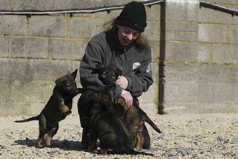 Sian Bly pets her German Shepherd puppies at the Strapestone Kennels in Radstock, England, Wednesday, March 5, 2025 as they will later in life become family protection dogs.(AP Photo/Frank Augstein)