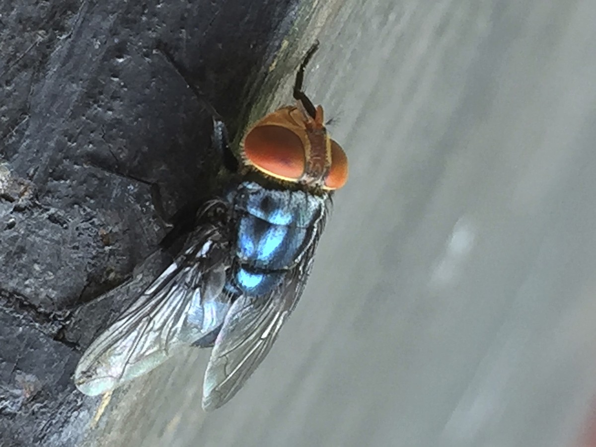 U.S. plans to open a fly factory in Texas as part of its fight against a flesh-eating parasite