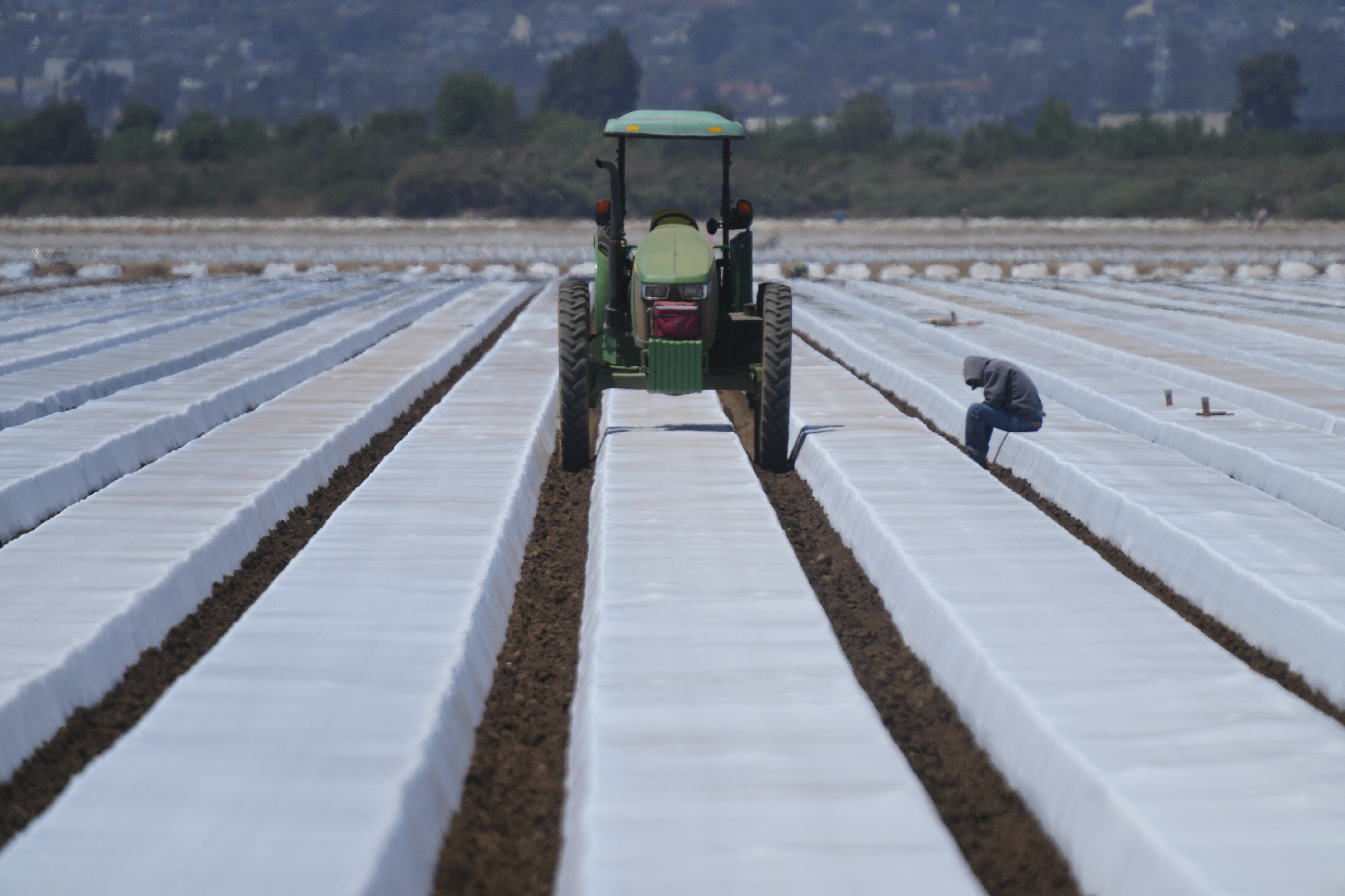 A lone farm worker sits to rest under high temperatures during his break time on a strawberry field in Oxnard, Calif., on Wednesday, June 18, 2025. (AP Photo/Damian Dovarganes)