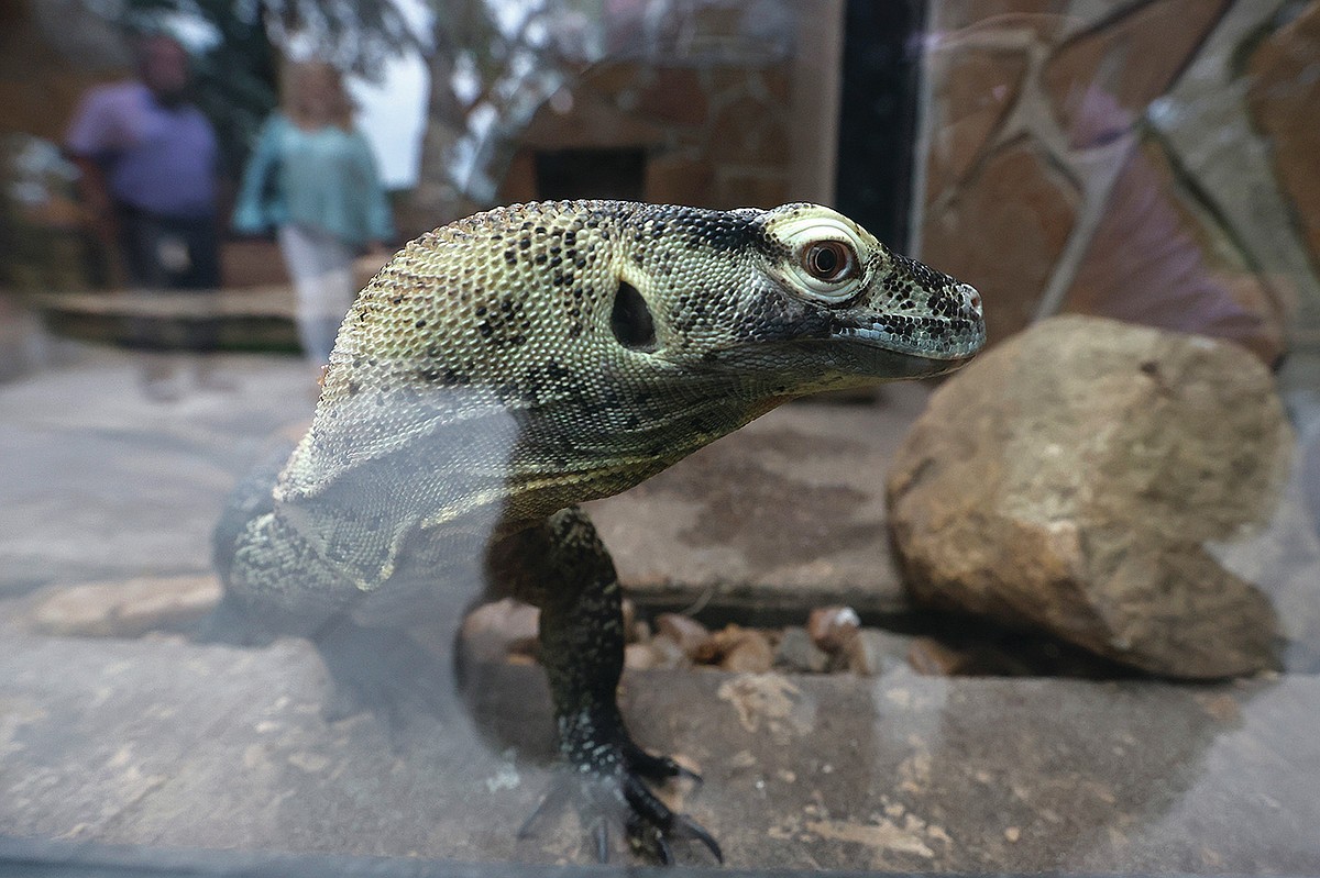 Little Rock debuts Komodo dragons, uncommon creatures exhibits
