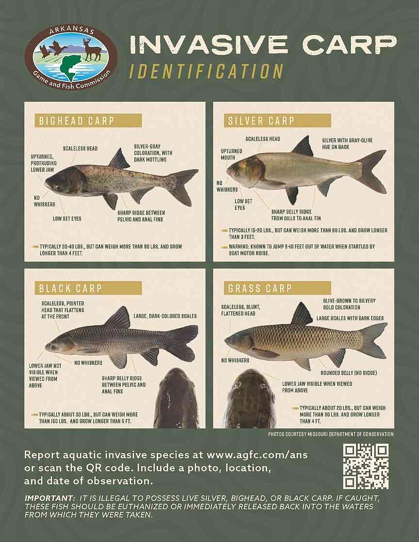 Cash in black carp for $100 and help invasive species research | El ...