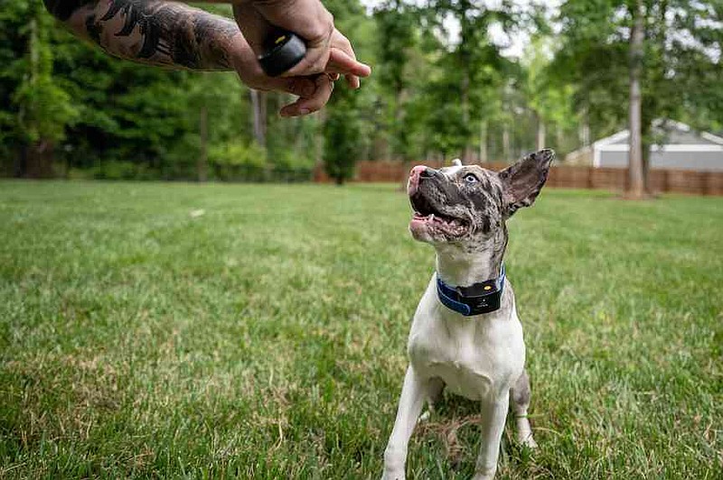Asl Rescue How deaf puppy is learning sign language to save his life | Jefferson ...