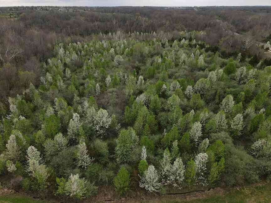 Now illegal to sell, MU researchers find way to track Callery pear trees