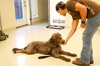 Dog Trainer for Potty Training: Expert Tips Unleashed 2025