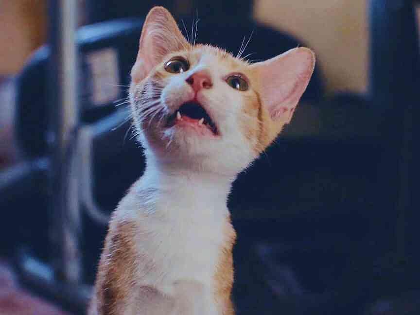 Now playing in movie theaters: 73 minutes of cat videos