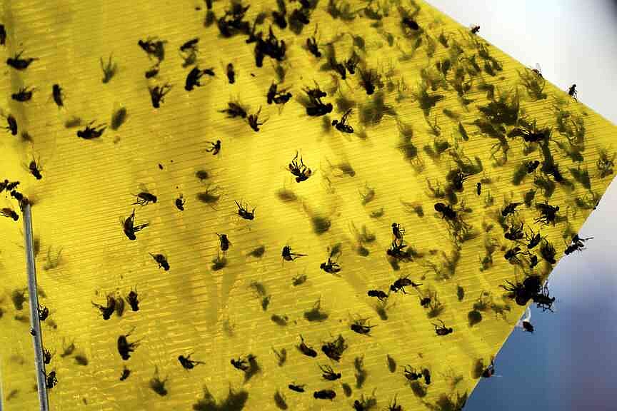 Building Insect Fly The US plans to build a $750M fly factory in Texas to stop a flesh ...