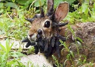 Rabbit Rabbits with 'horns' in Colorado are being called 'Frankenstein