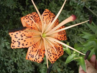 purchase garden seeds Seed Bundle, All Seeds, 16 Packs – Rooted Promise main image 1