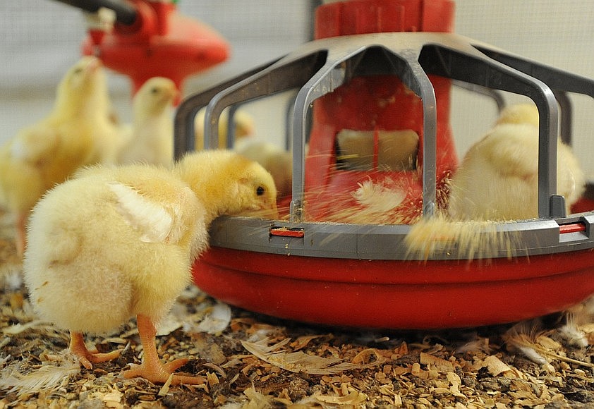 UA poultry researchers studying calcium efficiency, digestibility in ...