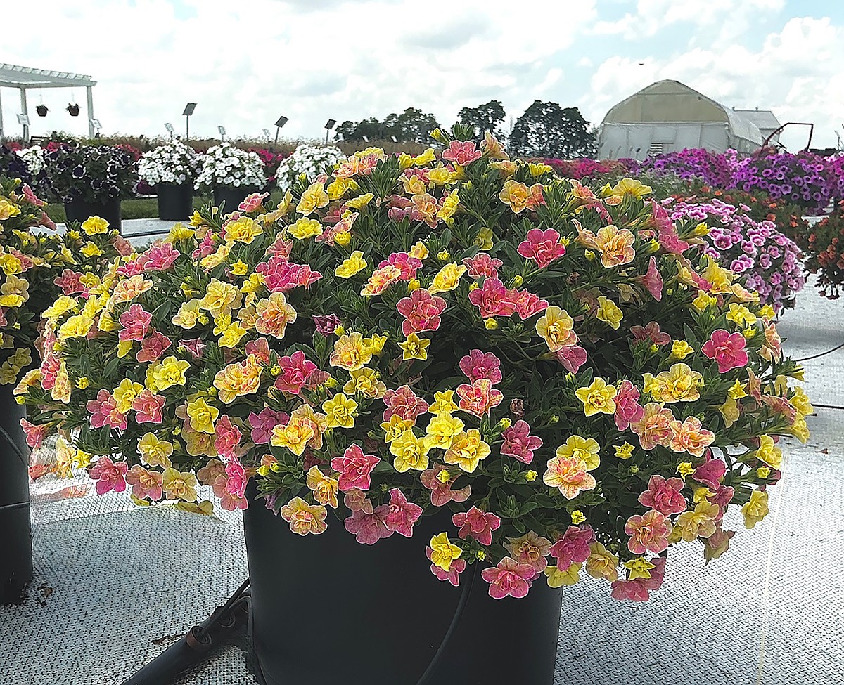 【PAC PLANTS】速達 pac plantsさん監修のもとhybrid agaveを販売する事にいたしました