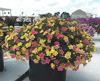 On Gardening: More 'Magic' for your garden | Texarkana Gazette