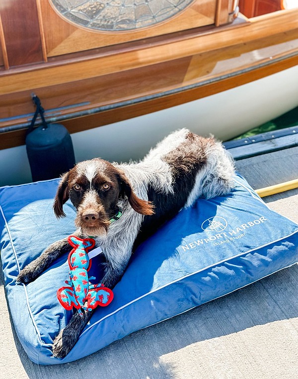 Family travel 5: Taking your pets | Texarkana Gazette