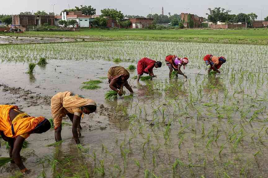 COMMENTARY: Rice can feed the world even with fewer farmers