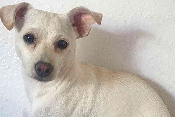 PET OF THE WEEK | Pearl | Texarkana Gazette