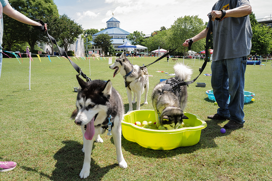 Photo by Mark Gilliland / Tina & Randy Thurman enjoy the afternoon with their dogs.