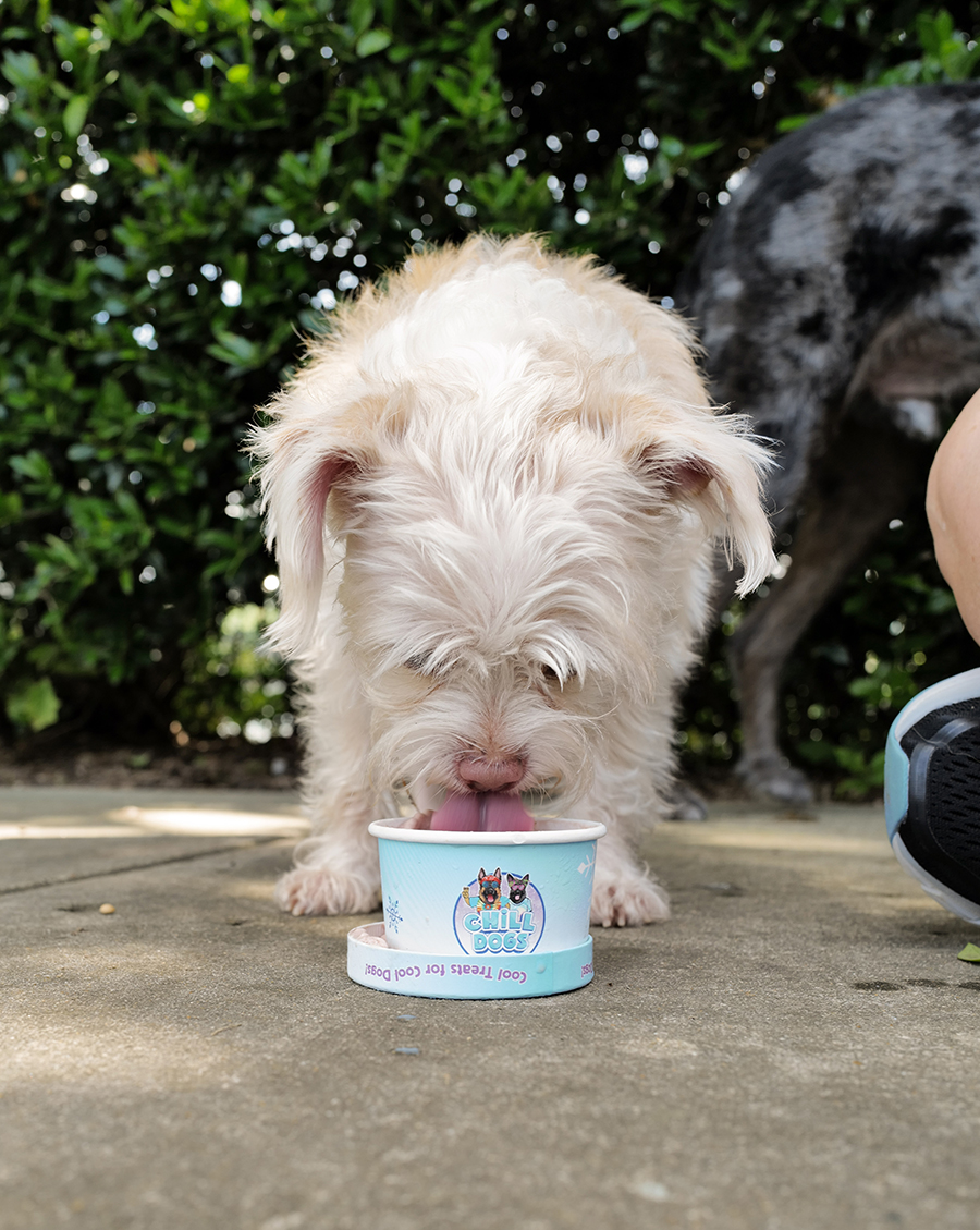 Photo by Mark Gilliland / Ellie eats some ice cream to cool down.