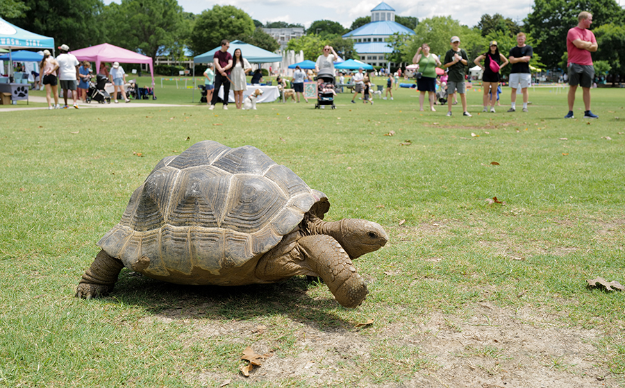 Photo by Mark Gilliland / Thor, a turtle from the Chattanooga Zoo, roams around Coolidge Park.