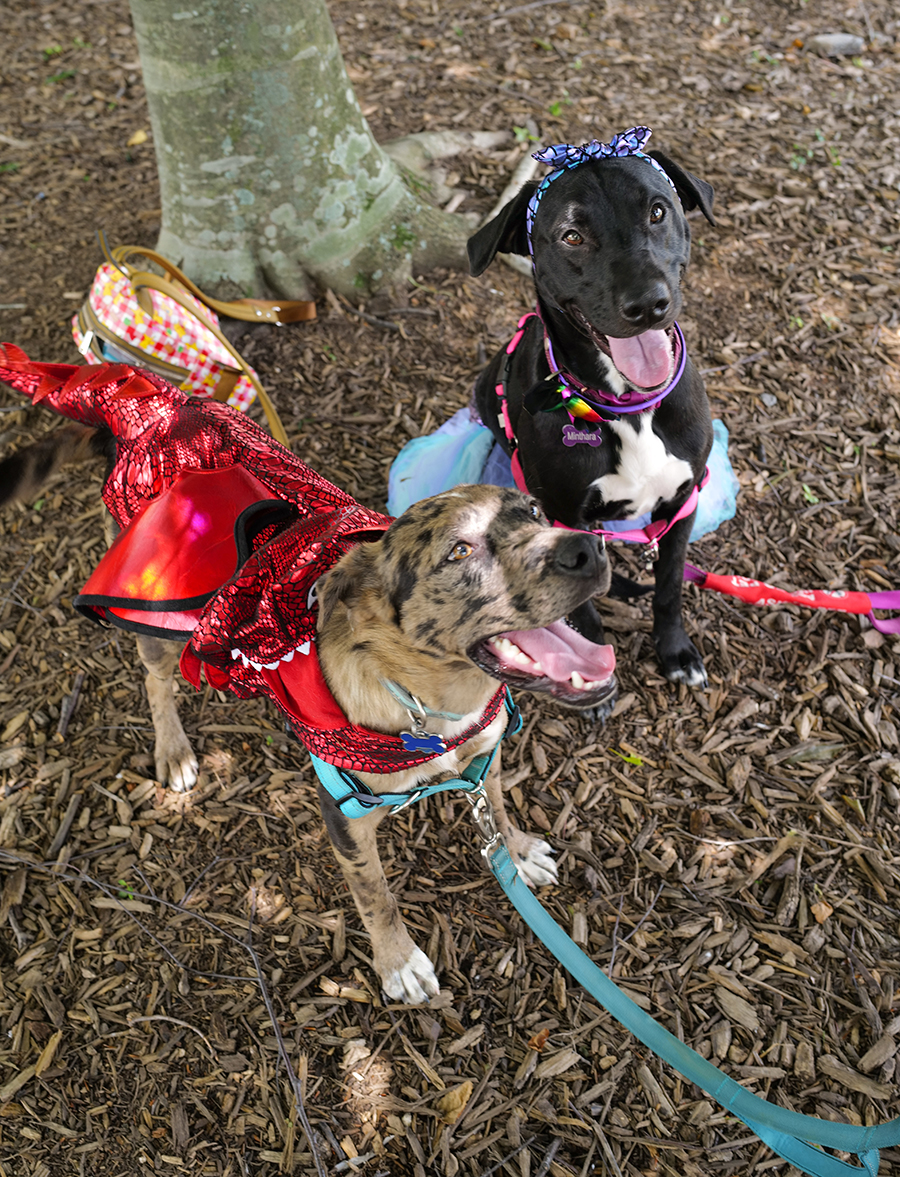 Photo by Mark Gilliland / Minthara and Astarion show off their costumes.