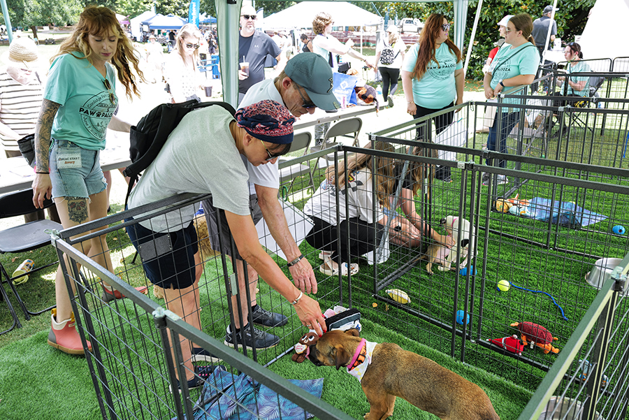 Photo by Mark Gilliland / Rescue dogs get some attention.