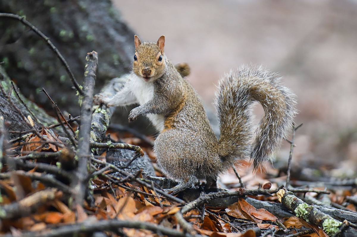 Case: Squirrels may be small game, but they’re a big deal for hunting