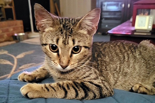 TAL PET OF THE WEEK | Camo | Texarkana Gazette