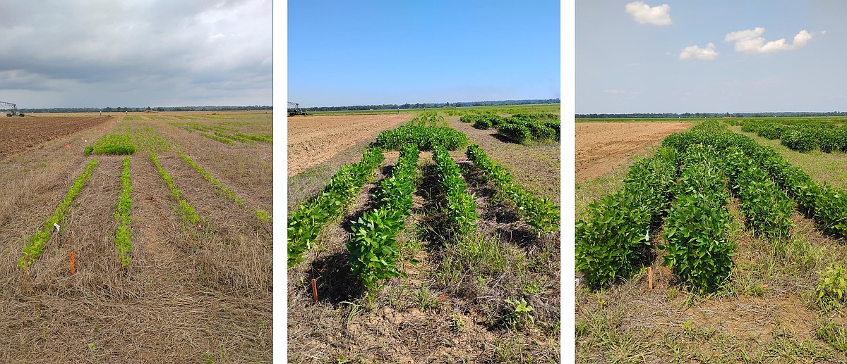 Oct. 7 field day at Vegetable Research Station to demonstrate potential ...