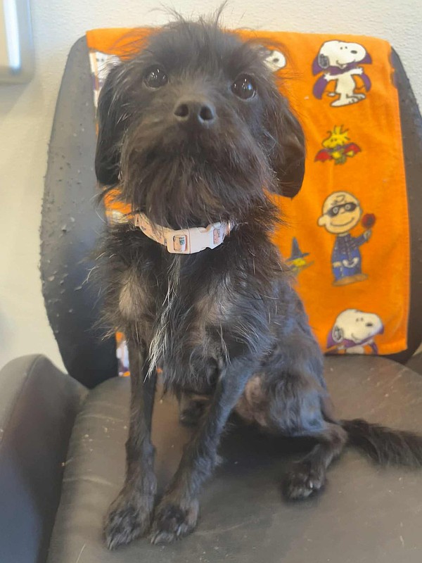 ACAC PET OF THE WEEK | Poppy | Texarkana Gazette