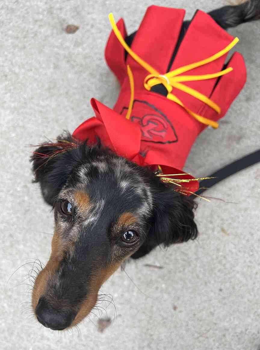 Adorable dog in a Halloween costume