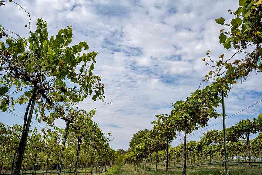 Invasive spotted lanternfly could soon make its mark on Missouri vineyards